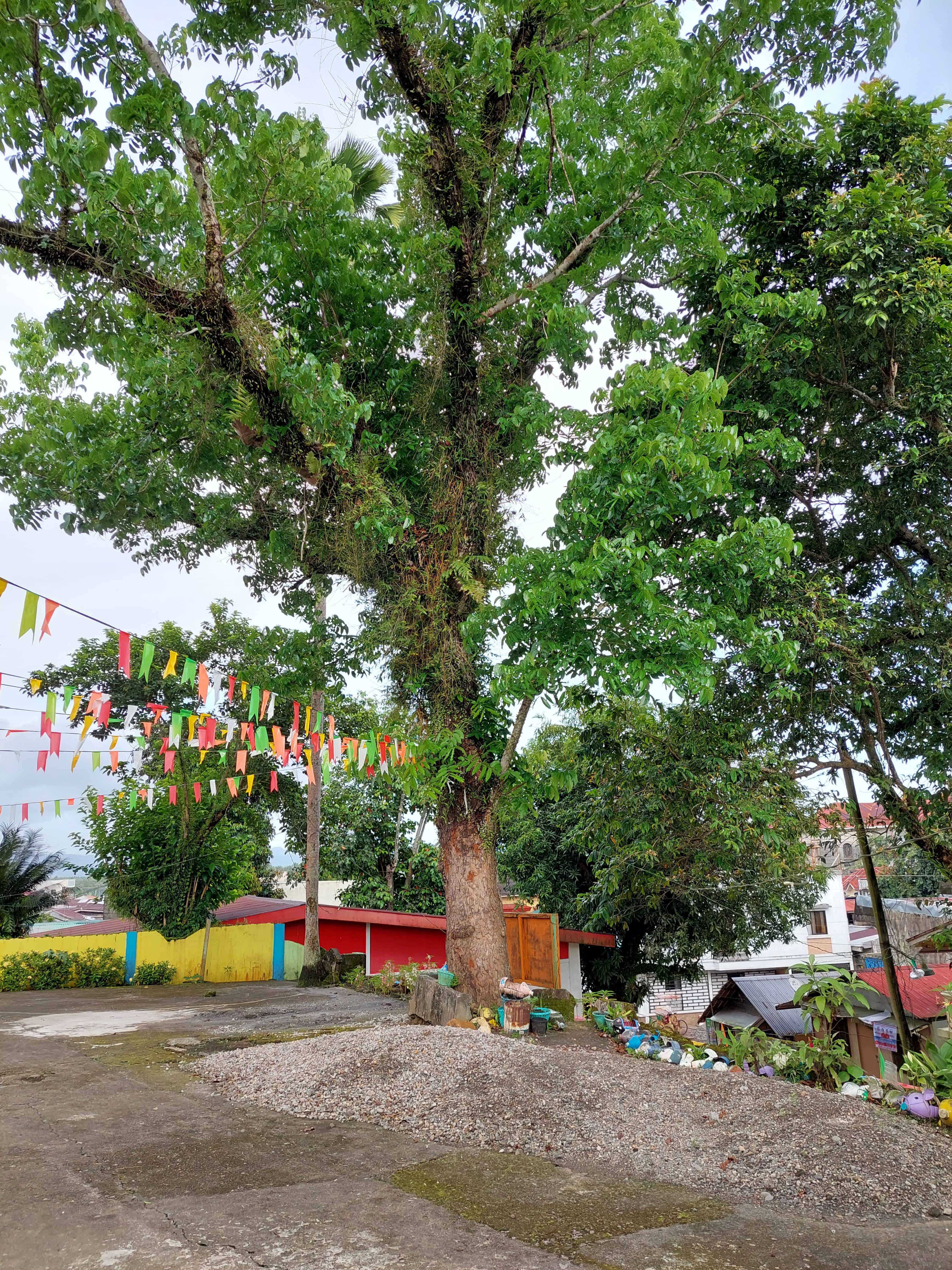 Basey I Central Elementary School Gabaldon Tree
