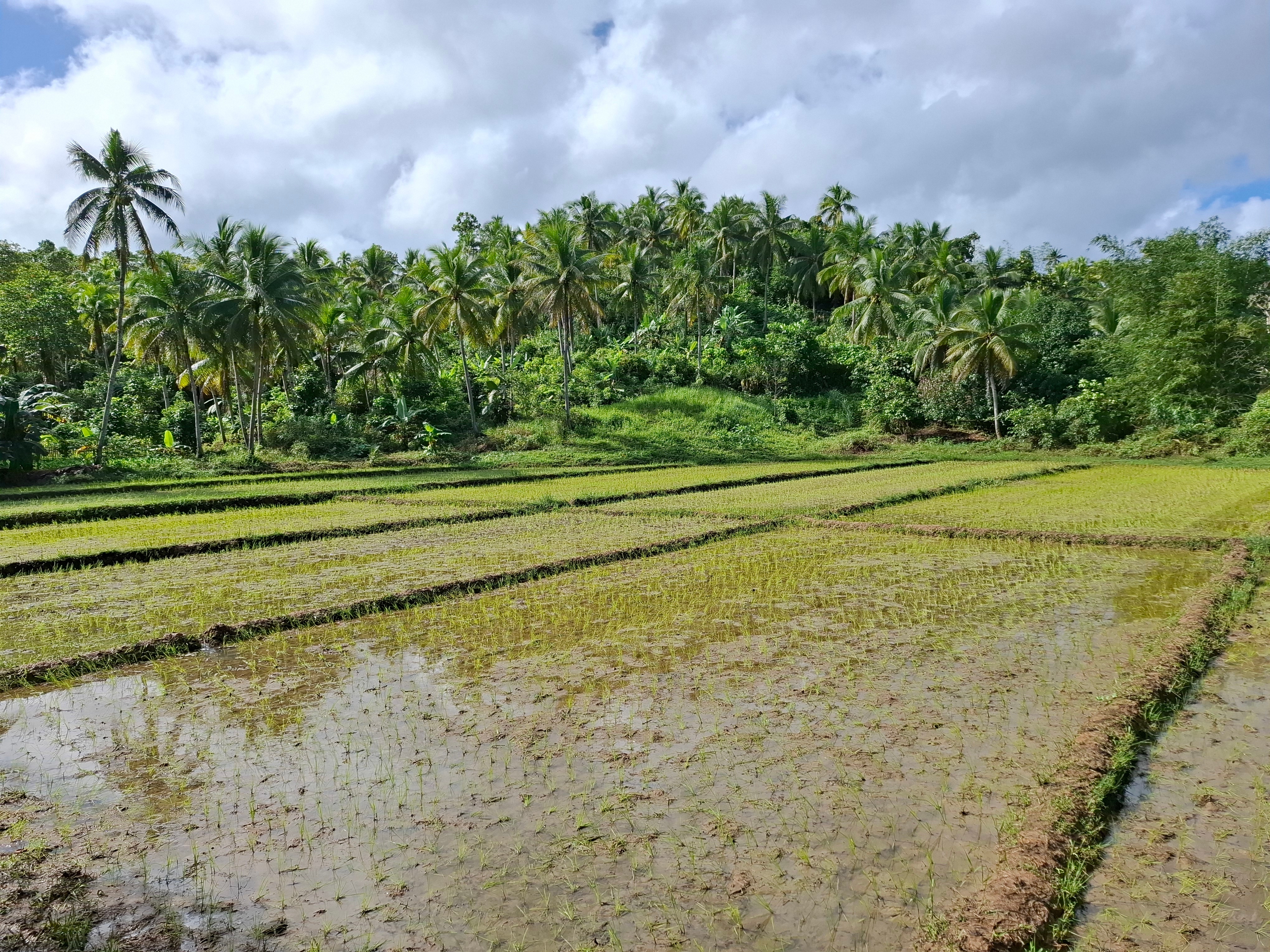 Basey, Samar, Philippines Rice Fields